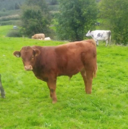 Limousin Bull