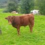 Limousin Bull Image 5