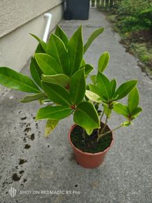 Plant