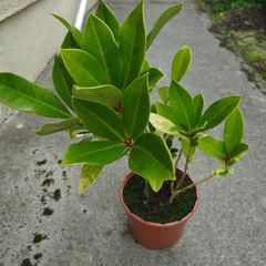 Plant