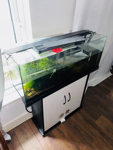 fish tank aquarium