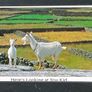 Humorous Irish Postcards Image 9
