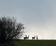 Deer hunting