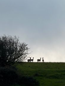 Deer hunting