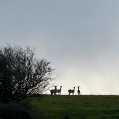 Deer hunting