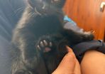 Adoption