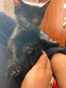 Adoption