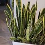 Sansevieria Laurentii trough Image 2