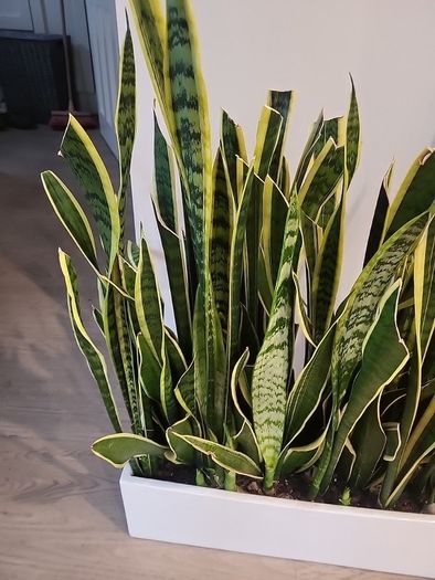 Sansevieria Laurentii trough