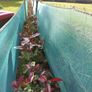 Red Robin Hedging Image 9