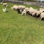 Sheep and lambs on foot Image 3