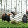Wire Mesh Roll 0.4m x 5m, JatilEr Chicken Wire Fencingl 25mm Hole Size, Mesh Fencing Strong Tensile, Galvanised Wire Mesh Anti-Rust for Multiple Purposes In DIY and Industrial Environments (FREE POSTAGE) Image 4