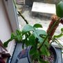 large monstera Minima with wicker pot Image 5