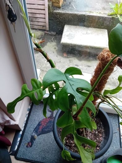 large monstera Minima with wicker pot