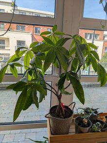 Money Tree - 63cm tall
