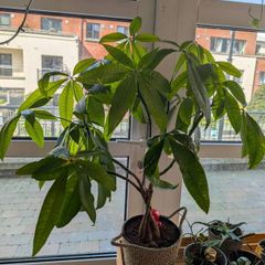 Money Tree - 63cm tall