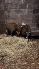2x Pedigree dutch spotted ram lambs