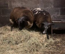 2 purebred dutch spotted ram lambs