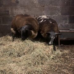 2 purebred dutch spotted ram lambs
