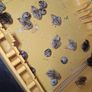 hatching quail eggs Image 5