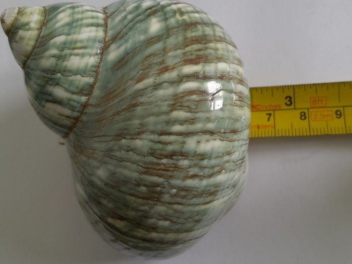 Polished -  'Jade Turbo' -  Shell
