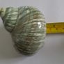 Polished -  'Jade Turbo' -  Shell Image 8