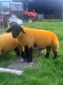 Suffolk Ram lambs