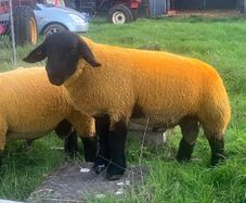 Suffolk Ram lambs