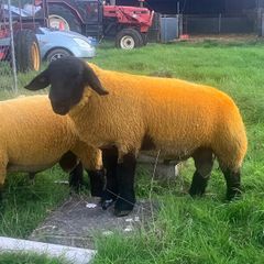 Suffolk Ram lambs