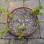 Cotoneasters-various sizes and prices Image 8