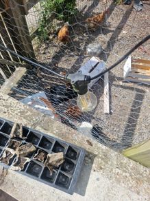 chickens