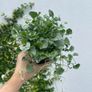 (D) Dihondra Silver Falls seeds (5) (415649) Image 3