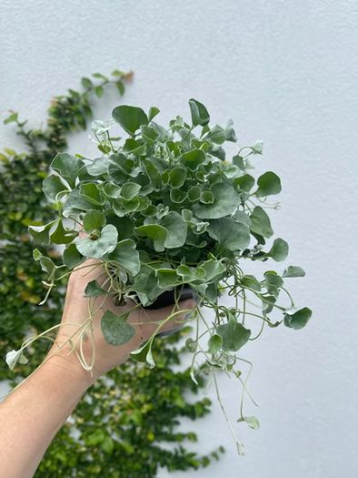 (D) Dihondra Silver Falls seeds (5) (415649)