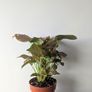 Syngonium Neon Robusts Plant Image 6