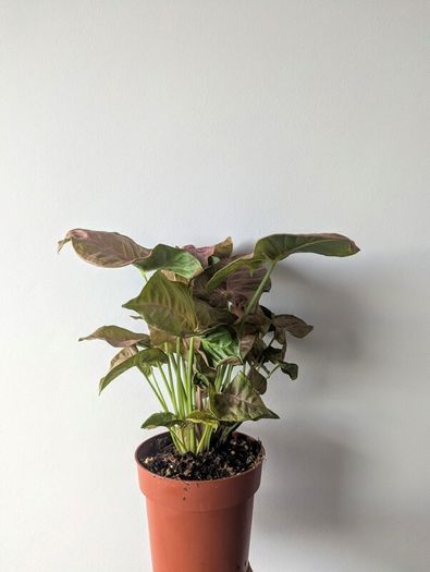 Syngonium Neon Robusts Plant