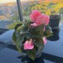 Begonia Plant Image 2