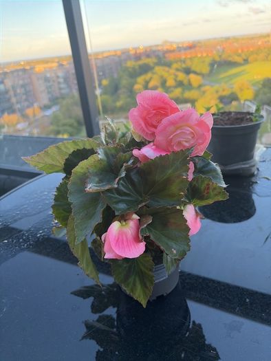 Begonia Plant