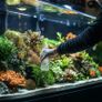 Kruger Meier AquaClear Pro 250ml - Aquarium Glass Cleaning Solution Image 7
