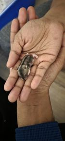 adoption
