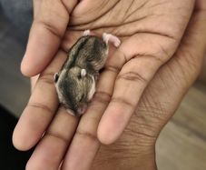 adoption