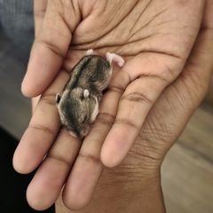 adoption