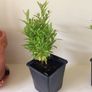 Dwarf Pomegranate Tree Image 2