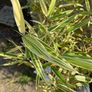 Variegated Bamboo Image 3