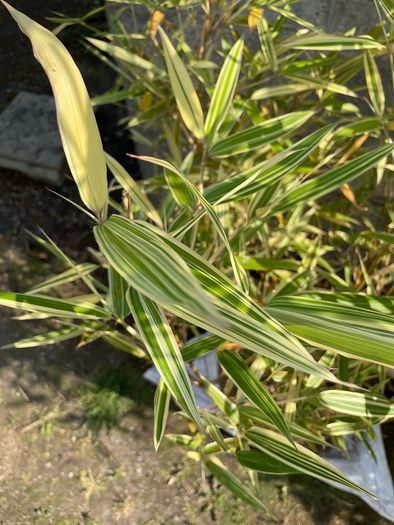 Variegated Bamboo