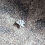 random items Image 3