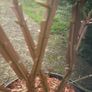 Euonymus alatus 'Blade Runner' Image 6