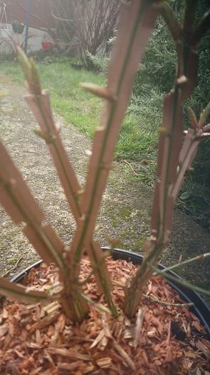 Euonymus alatus 'Blade Runner'