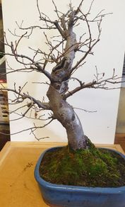 Bonsai For Sale ( 2 ) , Small Leaf Elm