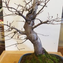 Bonsai For Sale ( 2 ) , Small Leaf Elm