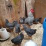 Hens/pullets Image 3